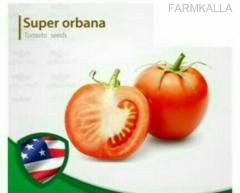 بذر گوجه فرنگی سوپر اوربا