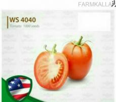 بذر گوجه هیبرید دبلیواس